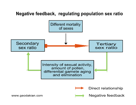 Figure. Negative feedback, regulating population sex ratio