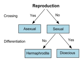 Types of Reproduction Types of Reproduction